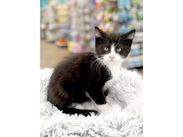 Domestic Kitten CAT Male tuxedo 14991 Petland Chillicothe, Ohio