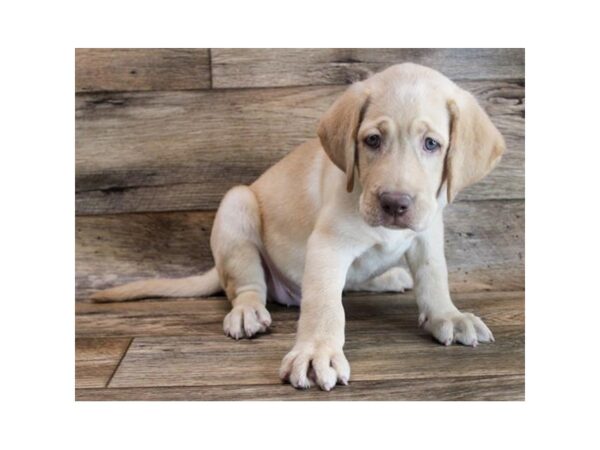 Labrador Retriever DOG Male Yellow 14994 Petland Chillicothe, Ohio