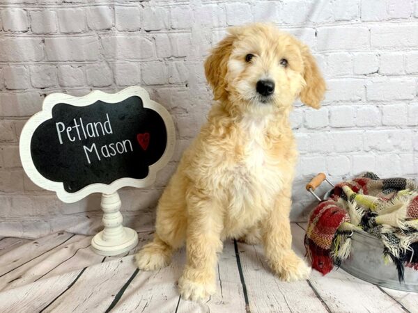 Goldendoodle DOG Female Light Golden 15038 Petland Chillicothe, Ohio