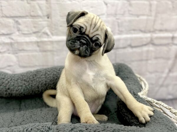 Pug DOG Male Fawn 14995 Petland Chillicothe, Ohio