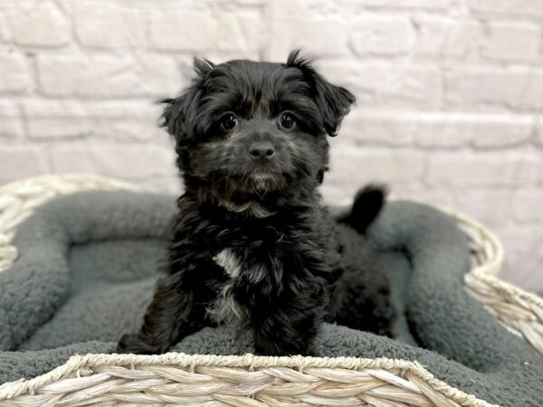 Pomachon DOG Female Black 14998 Petland Chillicothe, Ohio