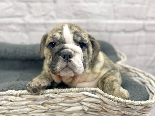 Bulldog DOG Female Fawn / Brindle 15000 Petland Chillicothe, Ohio