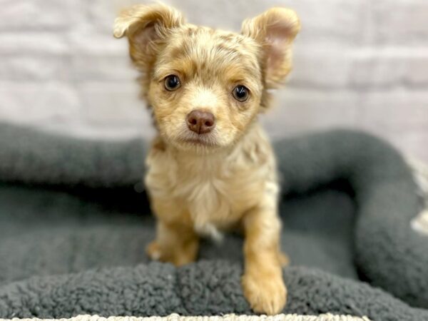 Chihuahua DOG Male Chocolate Merle 15001 Petland Chillicothe, Ohio