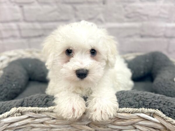 Bichon Frise DOG Male WH 15008 Petland Chillicothe, Ohio