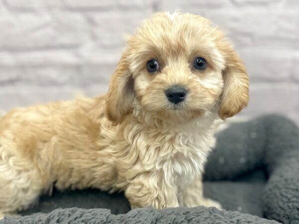 Cava Chon-DOG-Male-RED-15007-Petland Chillicothe, Ohio