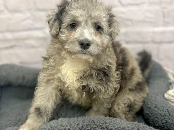 Bernedoodle-DOG-Male-Blue Merle-15003-Petland Chillicothe, Ohio