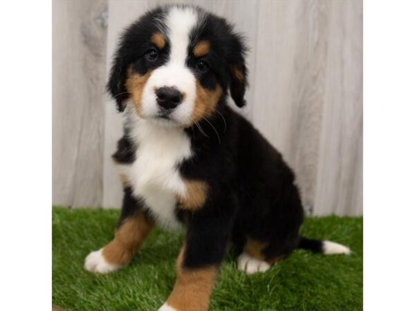 Bernese Mountain Dog DOG Female Black Rust / White 15019 Petland Chillicothe, Ohio