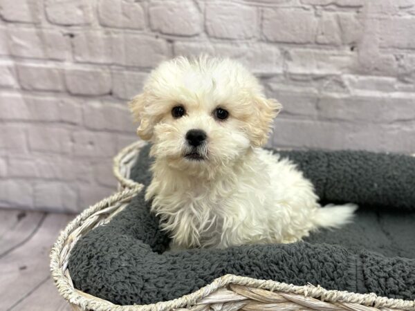 Teddy Bear DOG Male Cream 15010 Petland Chillicothe, Ohio