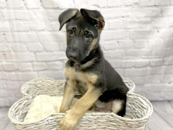 German Shepherd Dog DOG Male Black / Tan 15011 Petland Chillicothe, Ohio