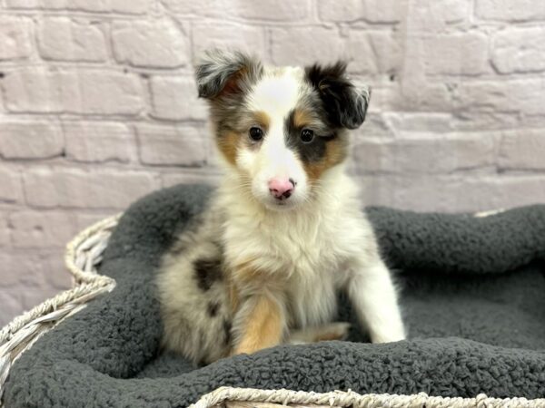 Shetland Sheepdog DOG Male Blue Merle 15012 Petland Chillicothe, Ohio