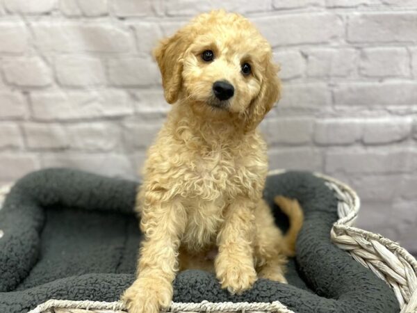 Goldendoodle Mini-DOG-Male-Apricot-15013-Petland Chillicothe, Ohio
