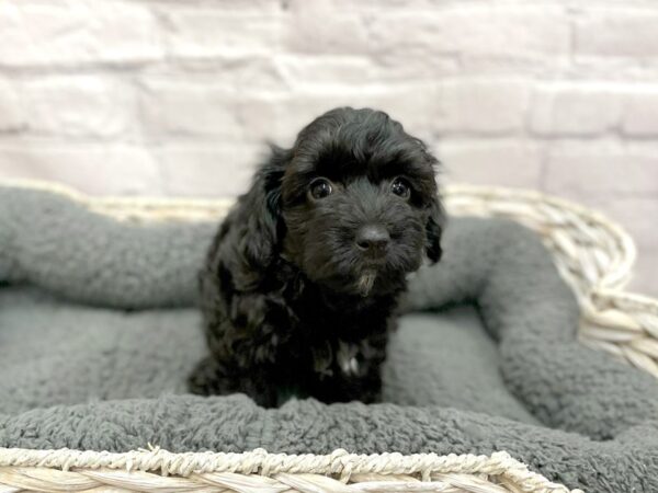 Yorkie Poo-DOG-Male-BLK-15014-Petland Chillicothe, Ohio