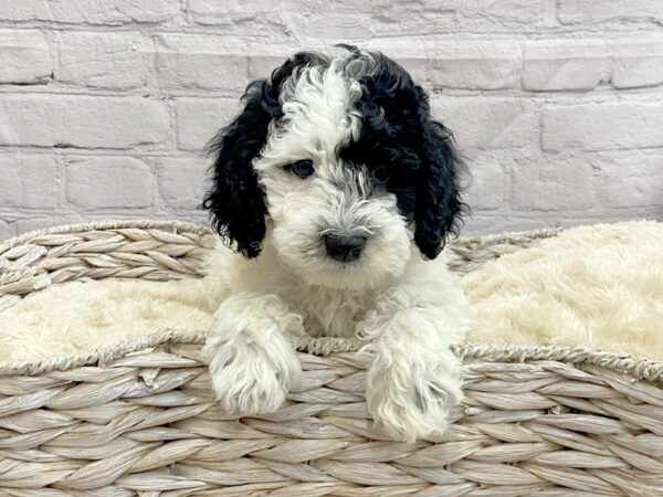 Sheepadoodle Mini-DOG-Male-Black / White-15026-Petland Chillicothe, Ohio