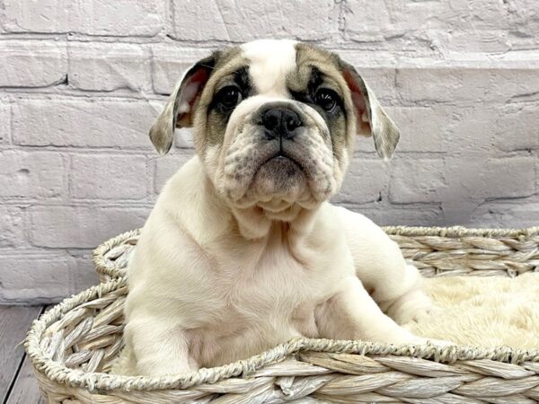 Bulldog DOG Female Fawn 15027 Petland Chillicothe, Ohio