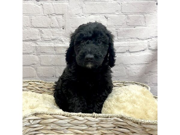 F2 ST Goldendoodle-DOG-Male-BLACK-15028-Petland Chillicothe, Ohio