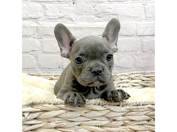 French Bulldog DOG Male BLUE TAN 15037 Petland Chillicothe, Ohio