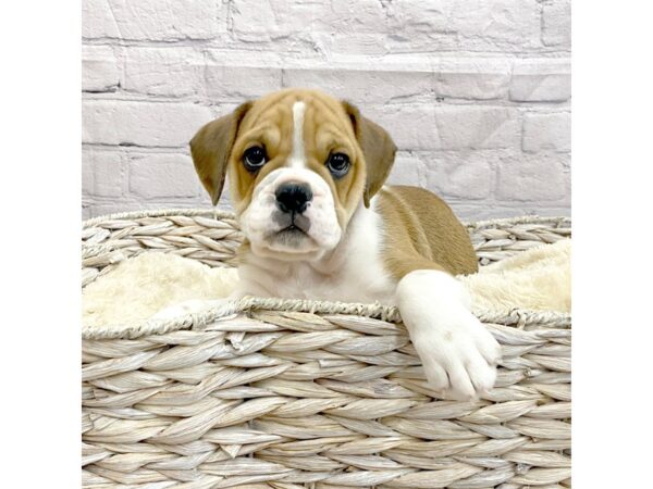 7/8 Beabull DOG Male BLK WH 15036 Petland Chillicothe, Ohio