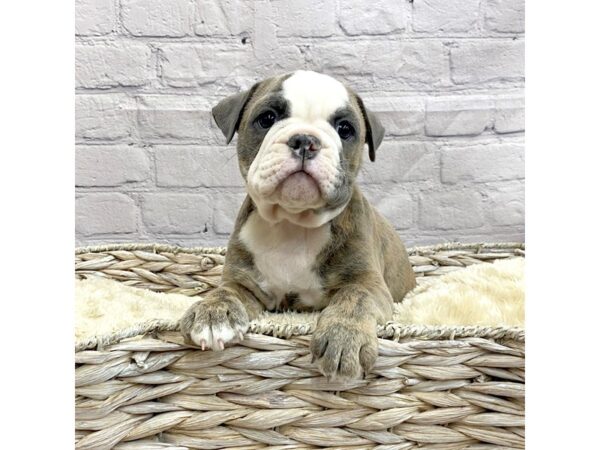 Old English Bulldog-DOG-Female-LILAC TRI-15034-Petland Chillicothe, Ohio