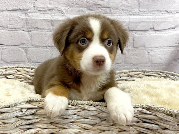 Miniature Australian Shepherd DOG Male RED TRI 15031 Petland Chillicothe, Ohio