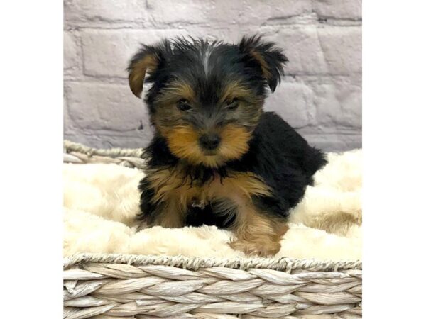Yorkshire Terrier DOG Female BLK TAN 15030 Petland Chillicothe, Ohio