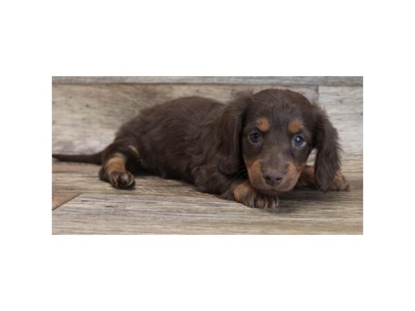 Dachshund DOG Female Chocolate / Tan 15040 Petland Chillicothe, Ohio