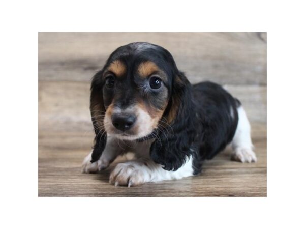 Dachshund DOG Male Black / Tan 15041 Petland Chillicothe, Ohio