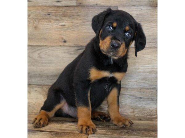 Rottweiler DOG Male Black / Rust 15060 Petland Chillicothe, Ohio