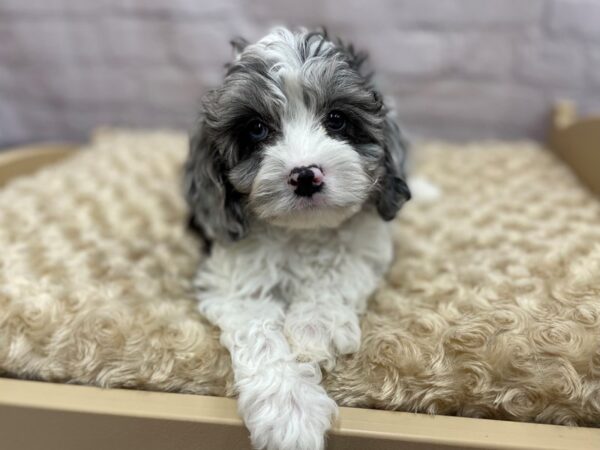 Cavapoo DOG Male Blue Merle / White 15061 Petland Chillicothe, Ohio