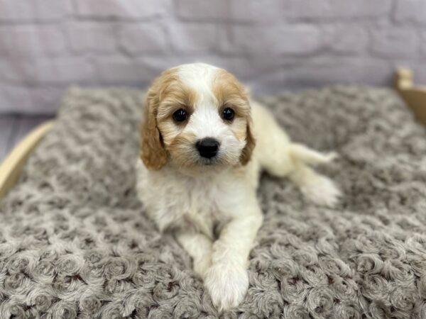 Cava Chon DOG Male BLENHEIM 15055 Petland Chillicothe, Ohio