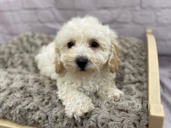 Miniature Poodle DOG Male APRICOT 15053 Petland Chillicothe, Ohio