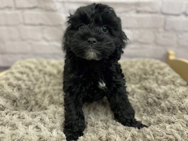 Cock A Poo-DOG-Female-BLK-15052-Petland Chillicothe, Ohio