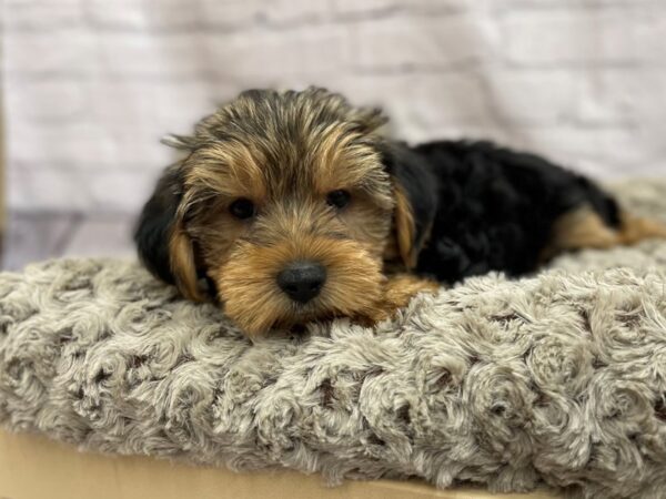 Yorkshire Terrier DOG Male BLK TAN 15051 Petland Chillicothe, Ohio