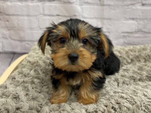 Yorkshire Terrier DOG Female BLK TAN 15050 Petland Chillicothe, Ohio