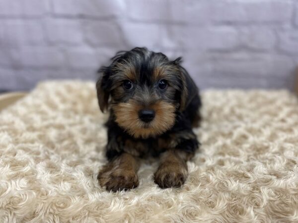 Yorkshire Terrier DOG Male BLK TAN 15049 Petland Chillicothe, Ohio