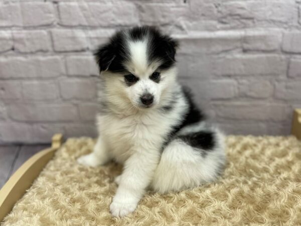 Pomsky DOG Male BLK WH 15046 Petland Chillicothe, Ohio