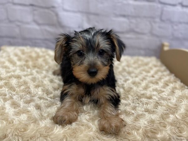 Yorkshire Terrier DOG Female BLK TAN 15048 Petland Chillicothe, Ohio