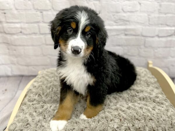 Bernese Mountain Dog DOG Male Black / Rust 15058 Petland Chillicothe, Ohio