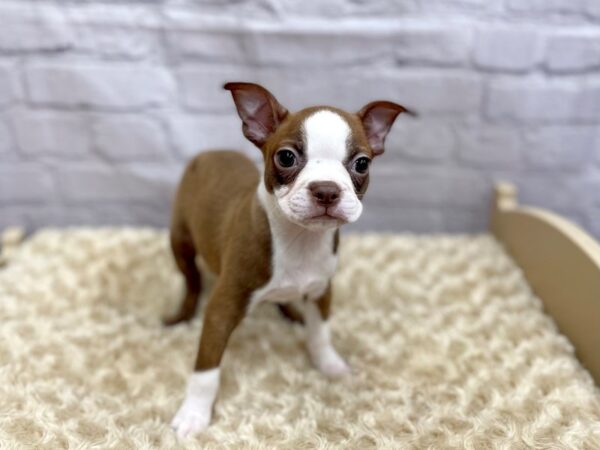 Boston Terrier DOG Male Seal / White 15043 Petland Chillicothe, Ohio