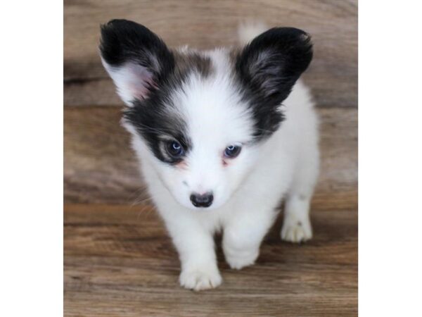 Papillon DOG Female Sable / White 15069 Petland Chillicothe, Ohio