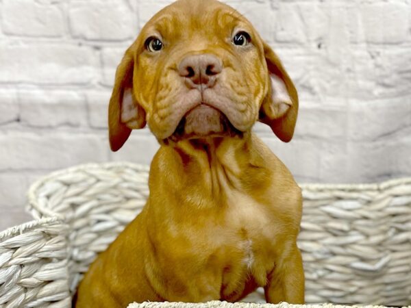 Dogue de Bordeaux DOG Male Red 15070 Petland Chillicothe, Ohio