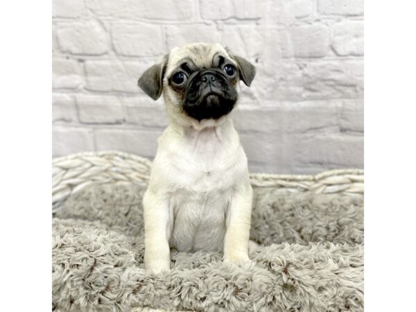 Pug DOG Male FAWN 15067 Petland Chillicothe, Ohio