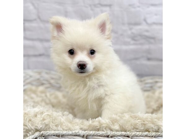 Pomeranian DOG Male CREAM 15066 Petland Chillicothe, Ohio