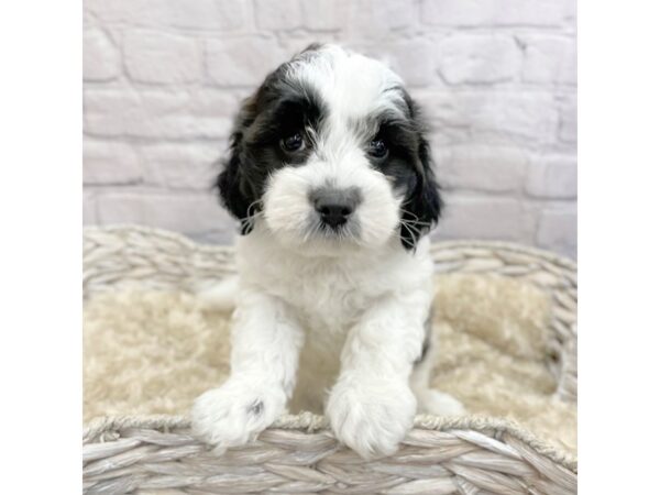 Daisy Dog-DOG-Male-BLK WH-15064-Petland Chillicothe, Ohio