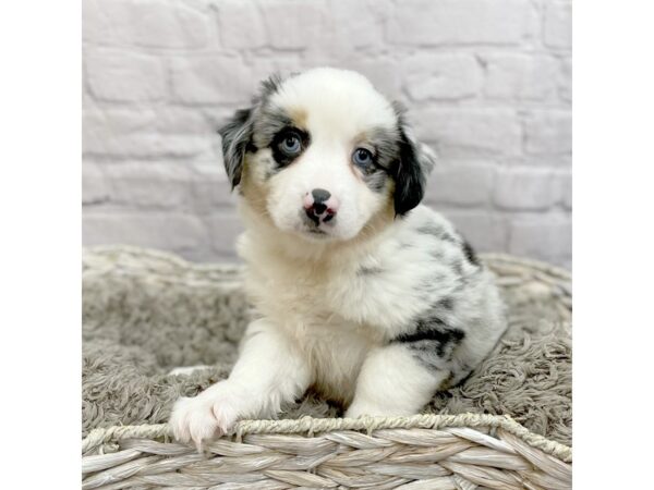 Mini Aussie DOG Female MERLE 15063 Petland Chillicothe, Ohio