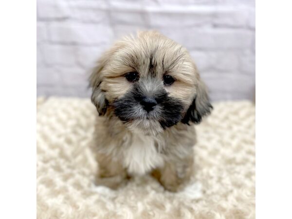 Lhasa Apso DOG Male Grizzle 15059 Petland Chillicothe, Ohio