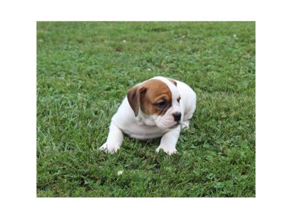Olde English Bulldog-DOG-Female-Fawn / White-15081-Petland Chillicothe, Ohio