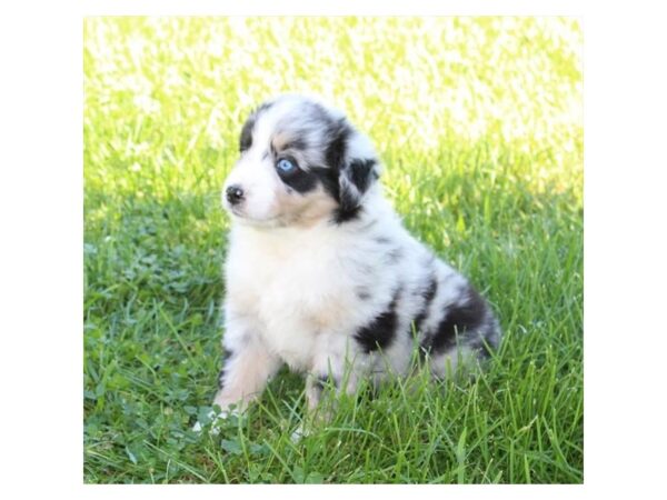 Australian Shepherd DOG Female Blue Merle 15079 Petland Chillicothe, Ohio