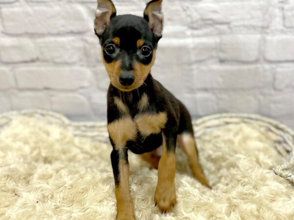 Miniature Pinscher DOG Male Black / Tan 15072 Petland Chillicothe, Ohio