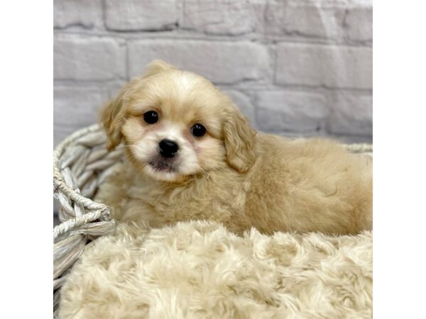 Pekeapoo DOG Male Cream 15074 Petland Chillicothe, Ohio