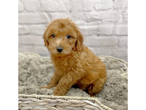 F2 MINI GOLDENDOODLE DOG Male Red 15075 Petland Chillicothe, Ohio